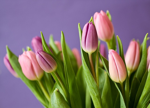růžové tulipány